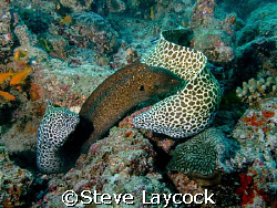 We three eels, from Maldives we are by Steve Laycock 